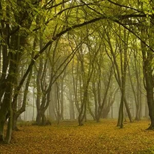 Ancient wood pasture with old oaks and beeches in the mist, autumn; the Breite nature reserve near Sigishoara; Transylvania, Romania