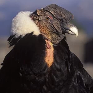 Andean condor, male CL 442