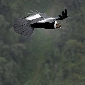 Andean Condor - male in flight - Purace Nationalpark - Departamento Cauca - Colombia