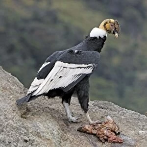 Andean Condor - male with prey - Purace Nationalpark - Departamento Cauca - Colombia