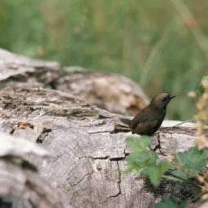 Andean / Magellanic Tapaculo - high altitude temperate zone. Garibaldi pass, Tierra del Fuego, Andea, Argentina