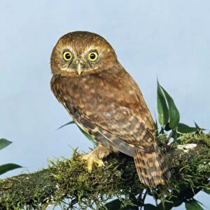 Andean Pygmy Owl Cauca colombia