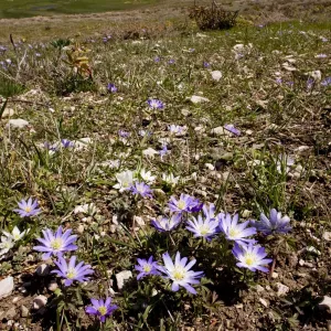 An anemone - Anemone blanda - near the snow-line in the Bey Dagi Mountains - south Turkey