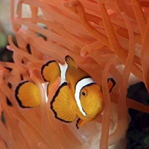 Anemone Fish unharmed among tentacles of sea anemone, Red Sea and Indian Ocean