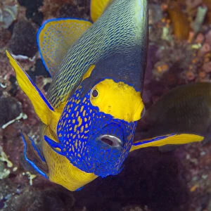 Angelfish, Raja Ampat Islands, Irian Jaya