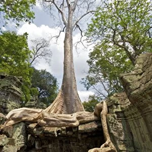 Angkor Ta Prohm tree roots and Building - Cambodia
