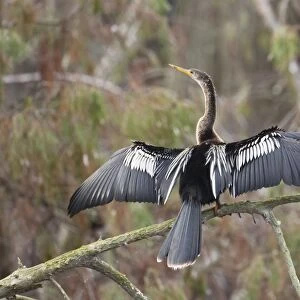 Anhinga - female with wings open - Kissimmee Florida - USA - January