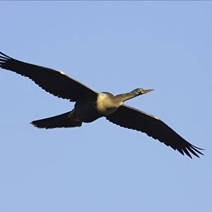 Anhinga / Snakebird - In Flight Venice Rookery, Florida, USA BI000015