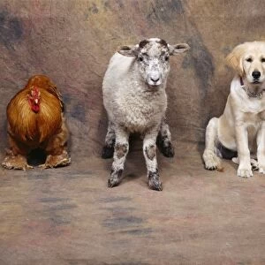 Animal Lineup - Cat, Chicken, Sheep, Dog, Rabbit