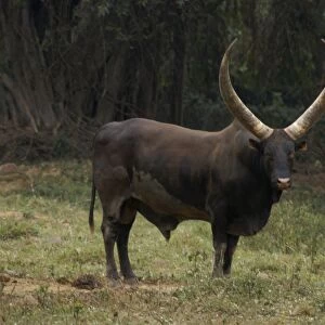 Ankole Bull, Uganda, Africa World's largest horns