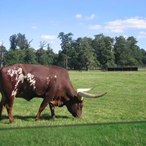 Ankole Bull / Watussi - Grazing in field