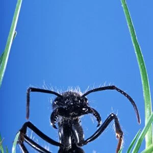 Ant - head emerging from grass