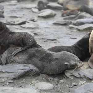 Antarctic Fur Seal - Elsehul Bay - South Georgia - Falkland Islands