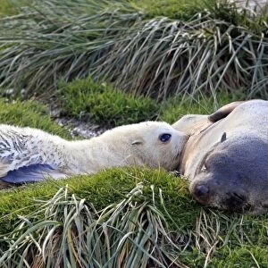 Antarctic Fur Seal - Fortuna bay - South Georgia
