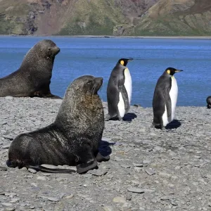 Antarctic Fur Seal - Fortuna Bay - South Georgia