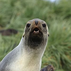 Antarctic Fur Seal - Prion Island - South Georgia