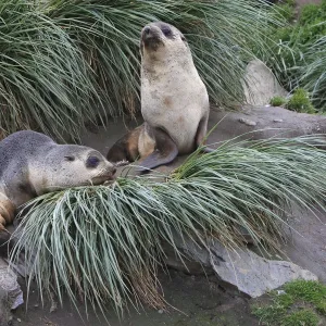 Antarctic Fur Seal - Saint Andrew - South Geotgia