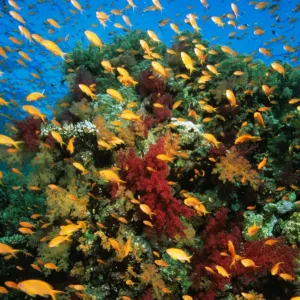 Anthias - school on coral reef Great Barrier Reef, Queensland, Australia KDN962Bd