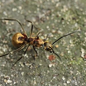 Ants - Tanjung Puting National Park - Kalimantan - Borneo - Indonesia