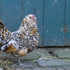 Antwerp Beard Hen Chicken - Germany - Nordhorn