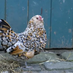 Antwerp Beard Hen Chicken - Germany - Nordhorn
