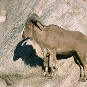 Aoudad / Barbary Sheep - male
