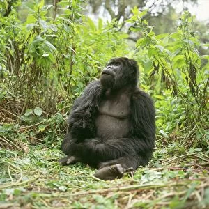 Ape: Mountain Gorilla - Blackback male, Virunga Volcanoes, Rwanda, Africa
