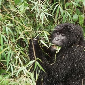 Ape: Mountain Gorilla - female feeding on vine after rain, Virunga Volcanoes, Rwanda, Africa