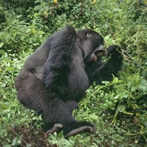 Ape: Mountain Gorilla (Gorilla g. beringei) - female yawning, Virunga Volcanoes, Rwanda, Africa