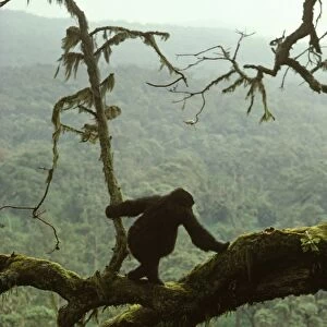 Ape: Mountain Gorilla - juvenile on tree, Virunga Volcanoes, Rwanda, Africa