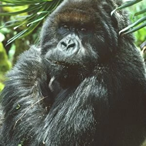 Ape: Mountain Gorilla - Peanuts Silverback male in sub-alpine zone, Virunga Volcanoes, Rwanda, Africa