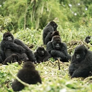 Ape: Mountain Gorilla - Silverback male with group resting, , Virunga Volcanoes, Rwanda, Africa