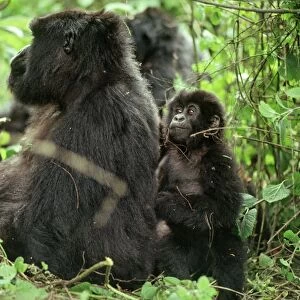 Ape: Mountain Gorillas - female with infant, Virunga Volcanoes, Rwanda, Africa