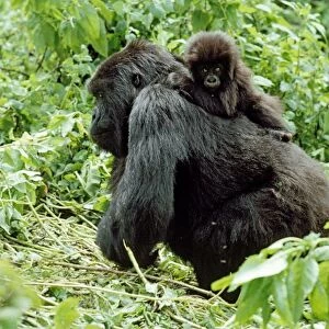 Ape: Mountain Gorillas - female with infant on back, Virunga Volcanoes, Rwanda, Africa