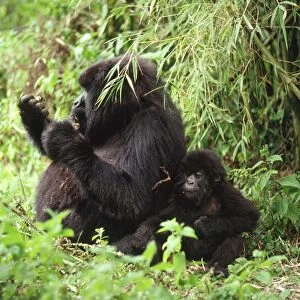 Ape: Mountain Gorillas - female with infant feeding, Virunga Volcanoes, Rwanda, Africa