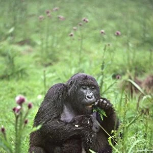 Ape: Mountain Gorillas - female with infant feeding on thistle, Virunga Volcanoes, Rwanda, Africa