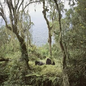 Ape: Mountain Gorillas (Gorilla g. beringei) - Shinda (Silverback male) and family group resting, Virunga Volcanoes, Rwanda, Africa