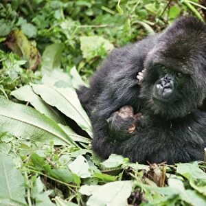 Ape: Mountain Gorillas - mother Amareba with newborn infant - Virunga Volcanoes, Rwanda, Africa