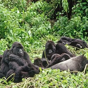 Ape: Mountain Gorillass - Silverback male with group resting, , Virunga Volcanoes, Rwanda, Africa