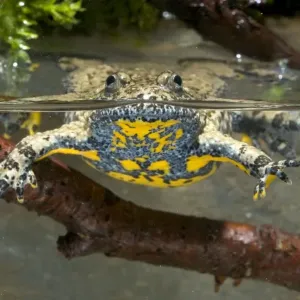 Apennine yellow-bellied toad - in water - endagered italian species - Central Italy Apennine yellow-bellied toad - in water - endagered italian species - Central Italy