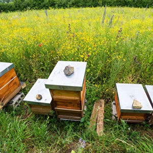 Apiary, bee hives on edge of a flowering meadow, specially planted for honey bees and insects, Hessen, Germany