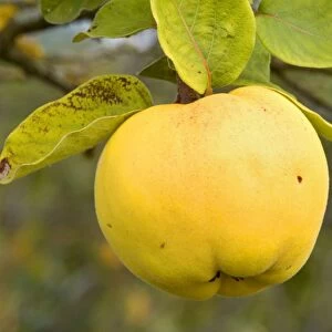 apple quince - ripe, yellow fruit of an apple quince on a quince tree in autumn - Baden-Wuerttemberg, Germany