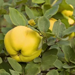 apple quince - ripe, yellow fruits of apple quince on a quince tree in autumn - Baden-Wuerttemberg, Germany apple quince - ripe, yellow fruits of apple quince on a quince tree in autumn - Baden-Wuerttemberg, Germany