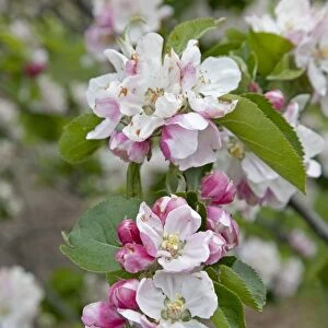 Apple trees in blossom in May Cambridgeshire UK