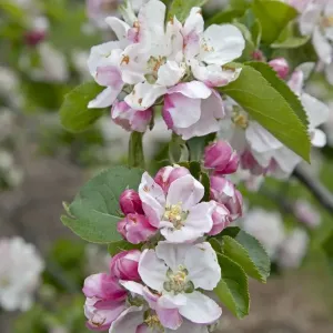 Apple trees in blossom in May Cambridgeshire UK Apple trees in blossom in May Cambridgeshire UK