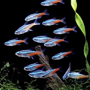 Aquarium Fish - Neon Tetra