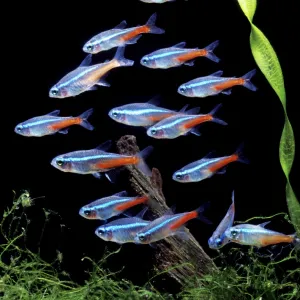 Aquarium Fish - Neon Tetra