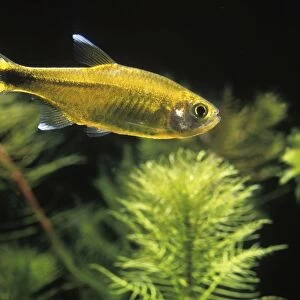 Aquarium Fish - Silver-tipped Tetra