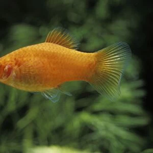 Aquarium Fish - Variegated / Variable Platy
