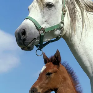 Arab Horse and Colt